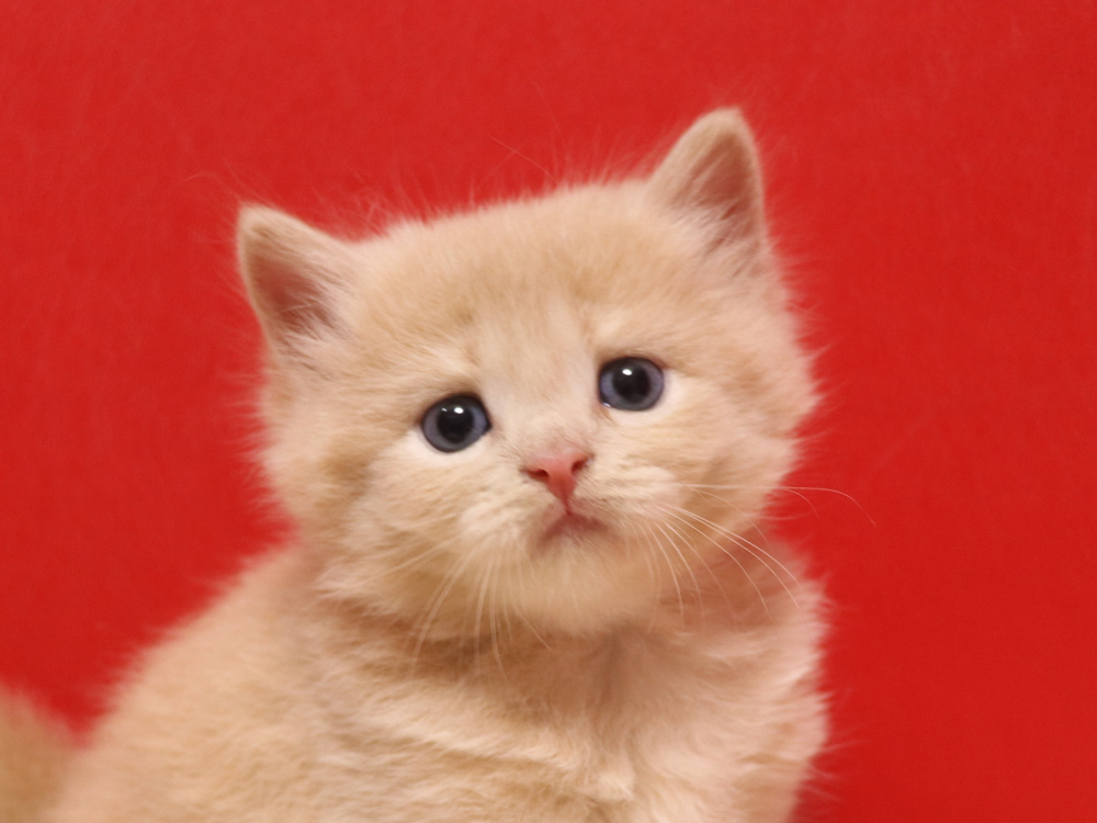 スコティッシュフォールドの子猫画像