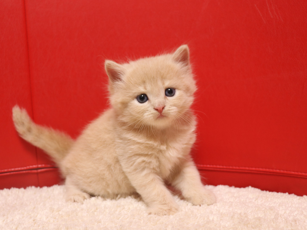 スコティッシュフォールドの子猫画像