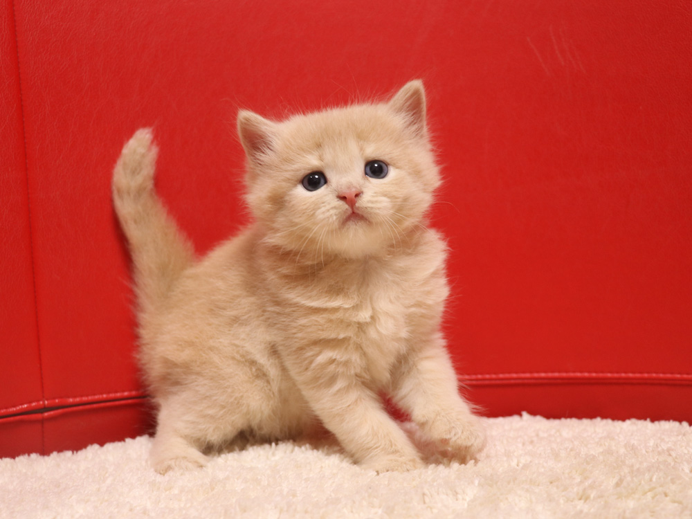 スコティッシュフォールドの子猫画像