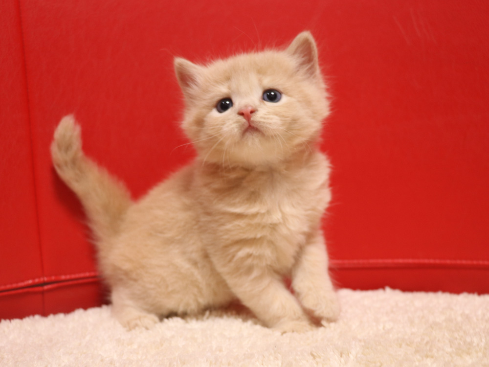 スコティッシュフォールドの子猫画像