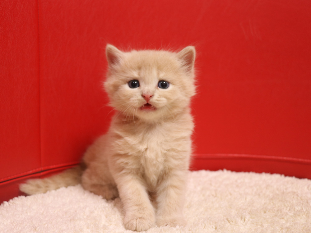 スコティッシュフォールドの子猫画像