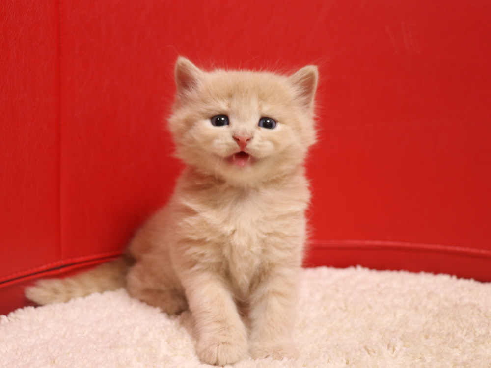 スコティッシュフォールドの子猫画像