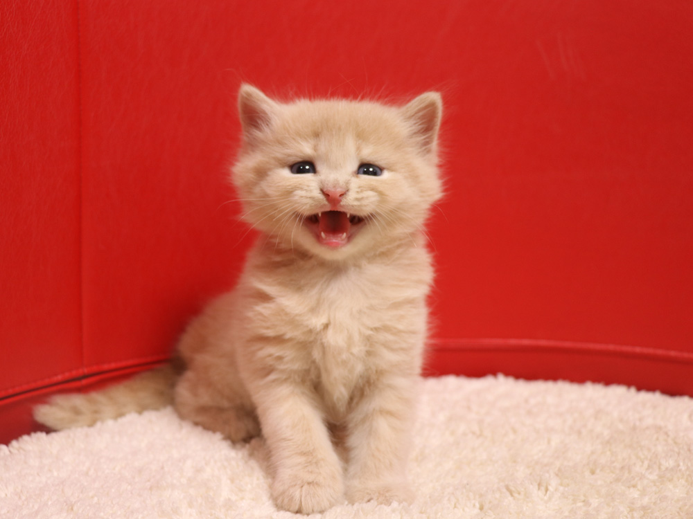 スコティッシュフォールドの子猫画像