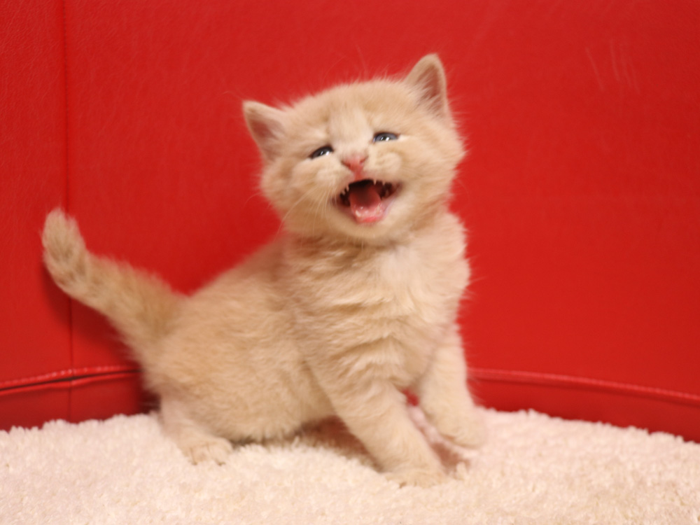 スコティッシュフォールドの子猫画像