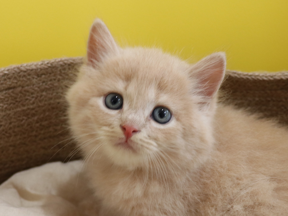 スコティッシュフォールドの子猫画像
