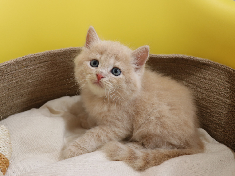 スコティッシュフォールドの子猫画像