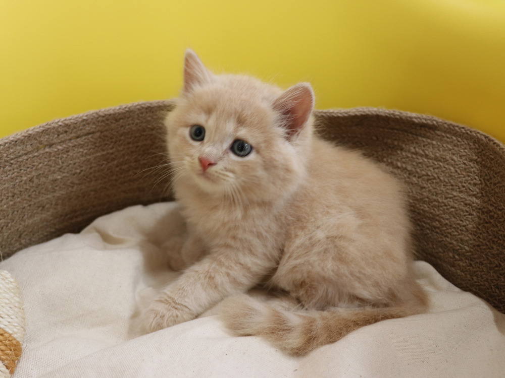 スコティッシュフォールドの子猫画像