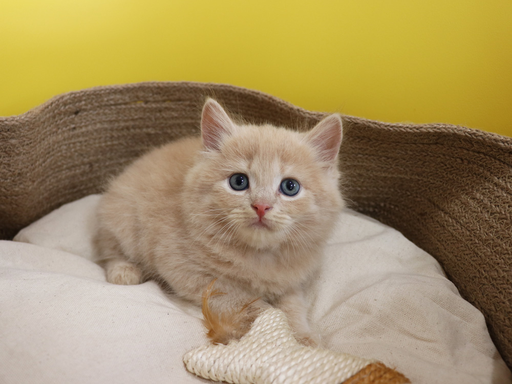 スコティッシュフォールドの子猫画像