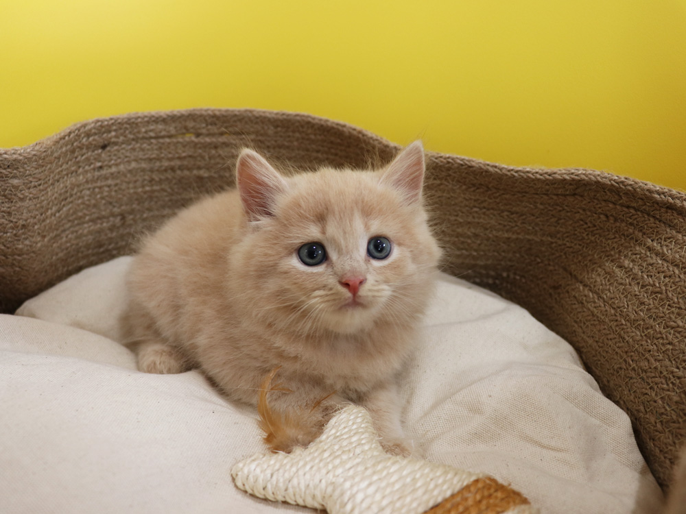 スコティッシュフォールドの子猫画像