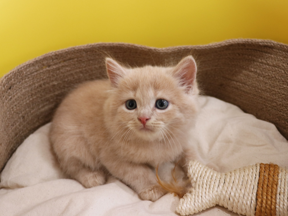 スコティッシュフォールドの子猫画像