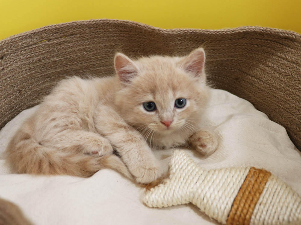スコティッシュフォールドの子猫画像