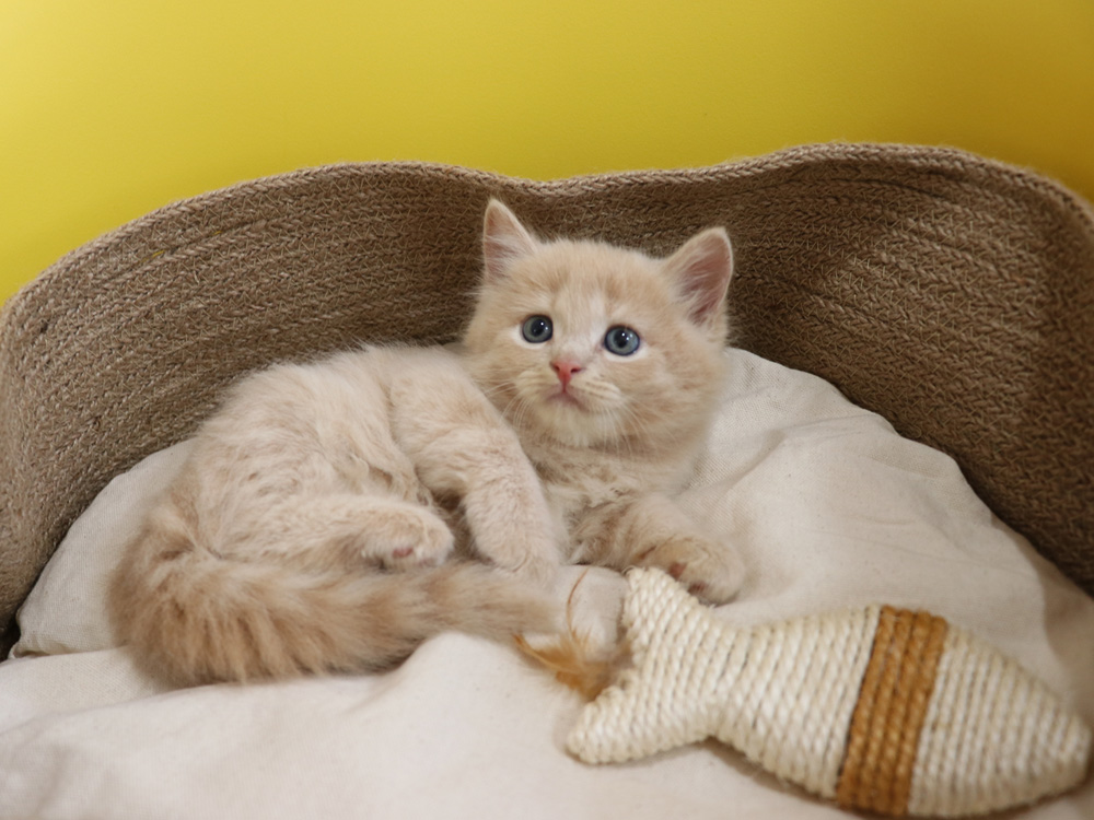 スコティッシュフォールドの子猫画像