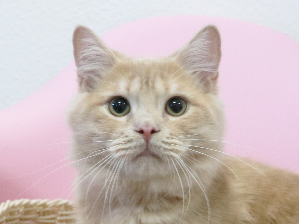 スコティッシュフォールドの子猫画像