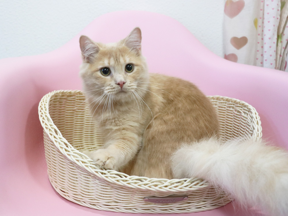 スコティッシュフォールドの子猫画像