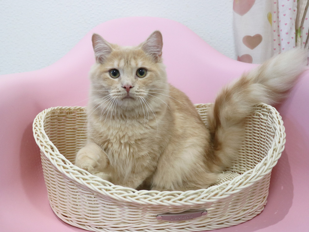 スコティッシュフォールドの子猫画像