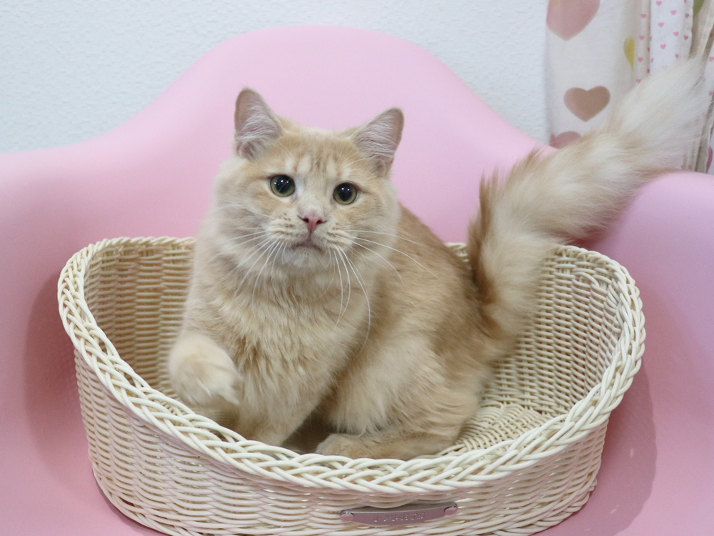 スコティッシュフォールドの子猫画像