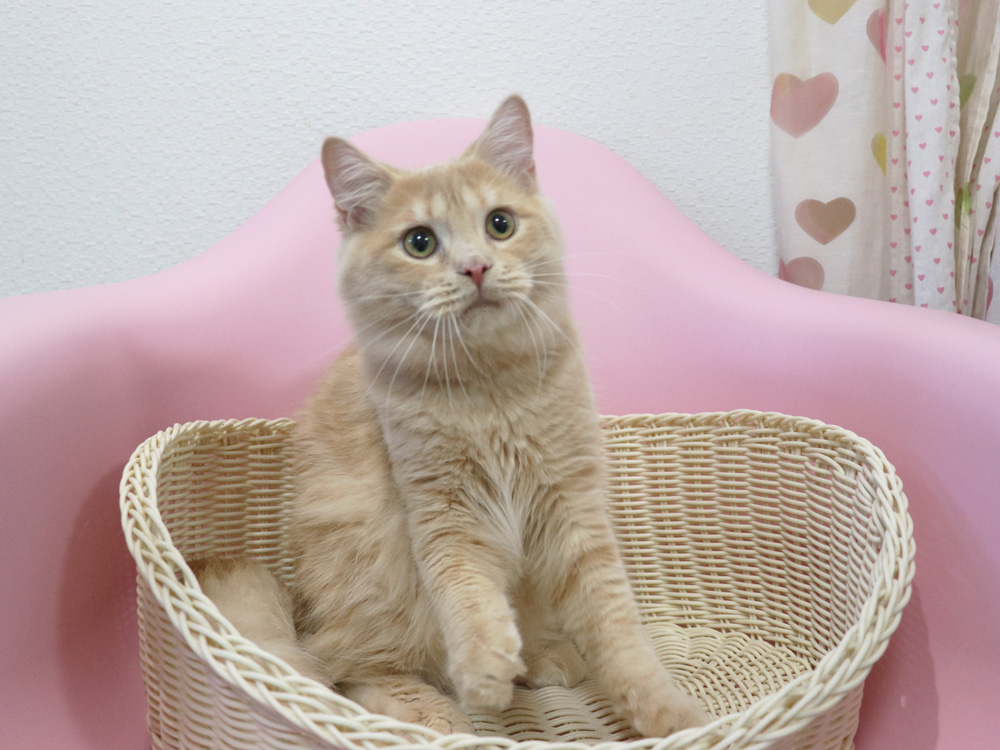 スコティッシュフォールドの子猫画像