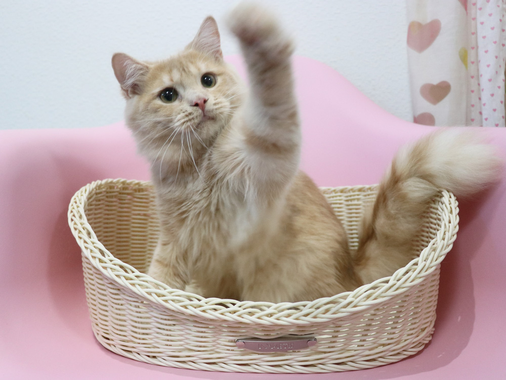 スコティッシュフォールドの子猫画像