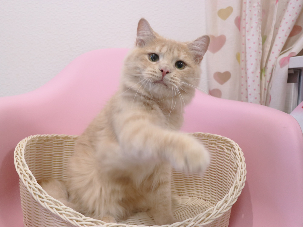 スコティッシュフォールドの子猫画像