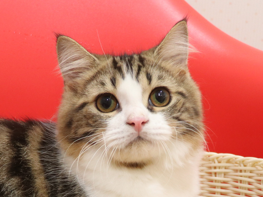 スコティッシュフォールドの子猫画像