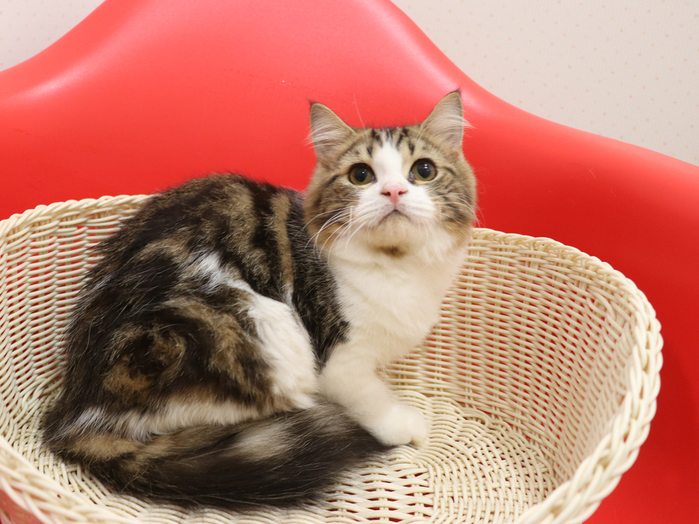 スコティッシュフォールドの子猫画像