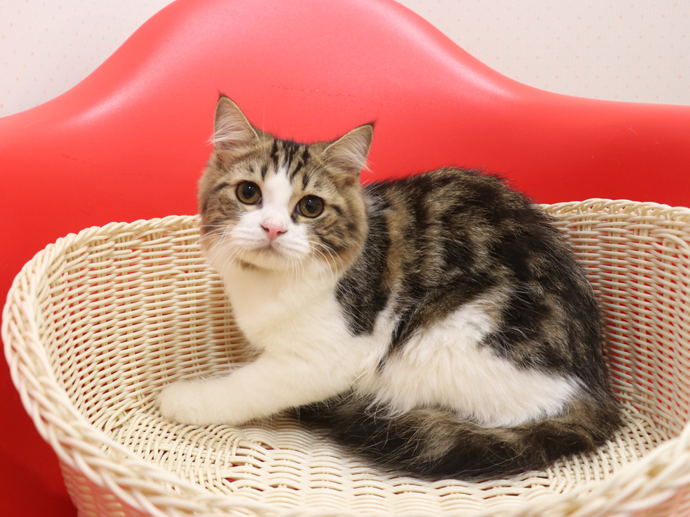スコティッシュフォールドの子猫画像