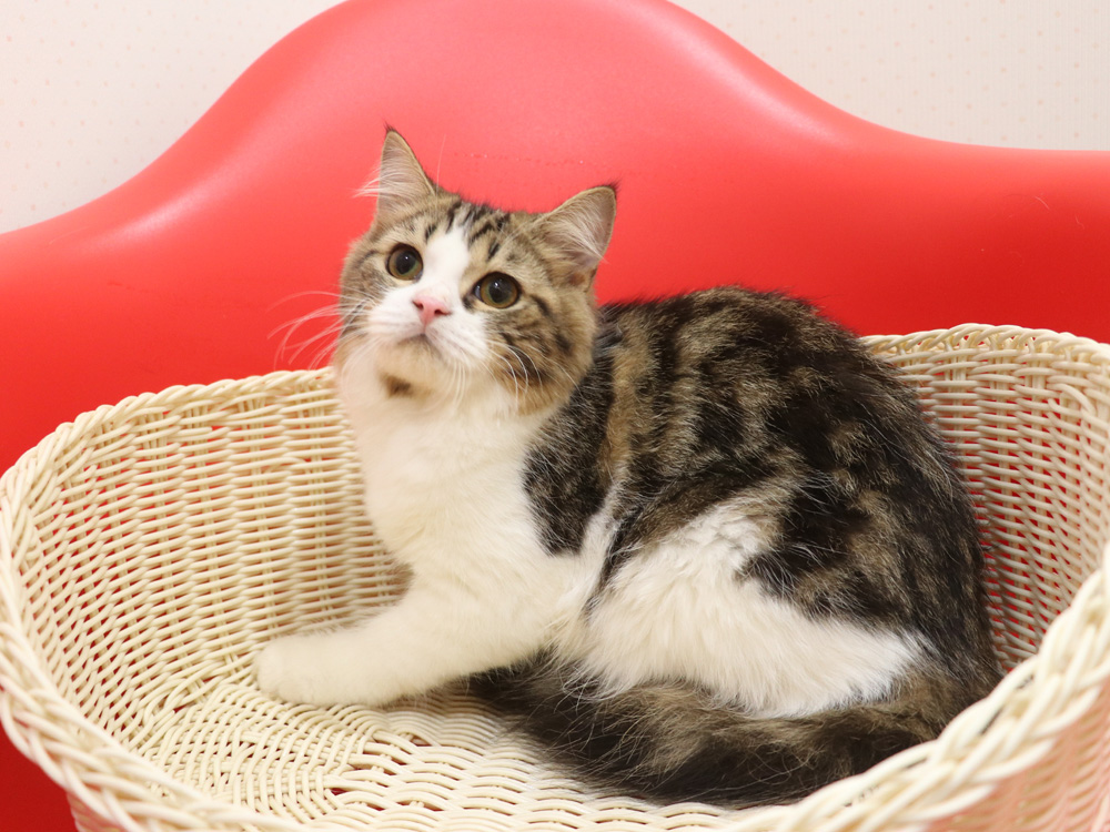 スコティッシュフォールドの子猫画像
