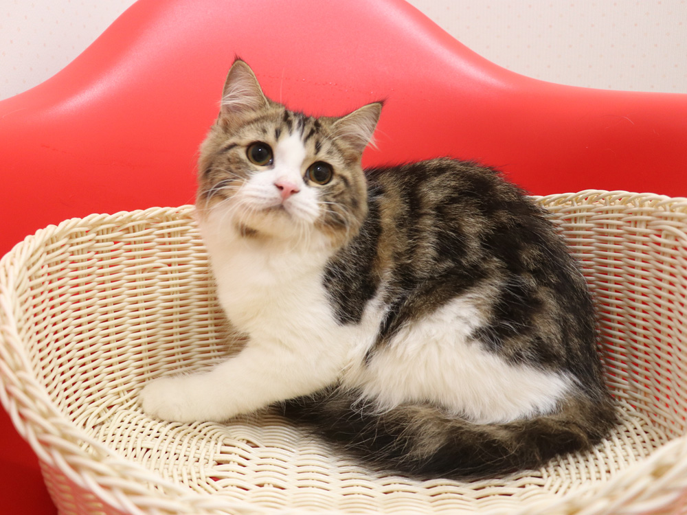 スコティッシュフォールドの子猫画像