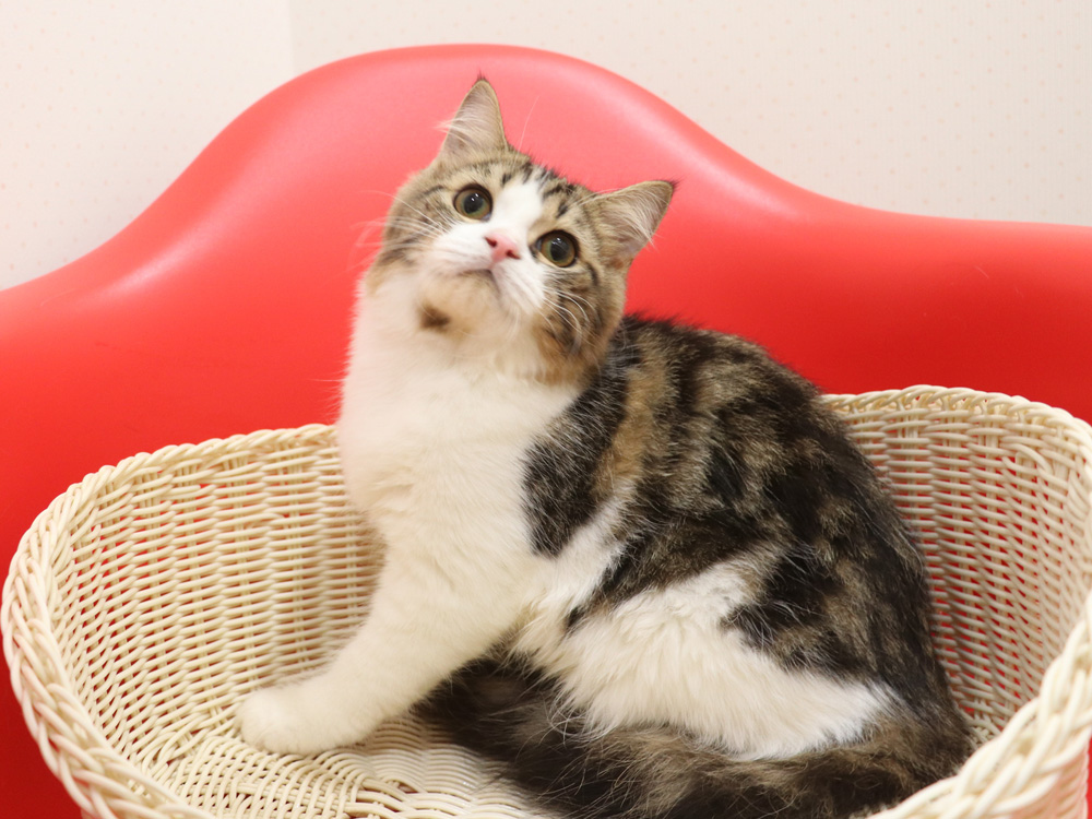 スコティッシュフォールドの子猫画像