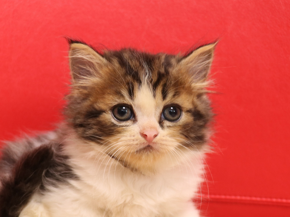 スコティッシュフォールドの子猫画像