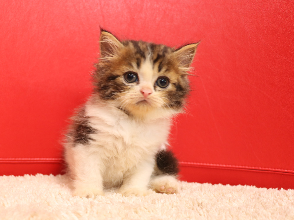 スコティッシュフォールドの子猫画像
