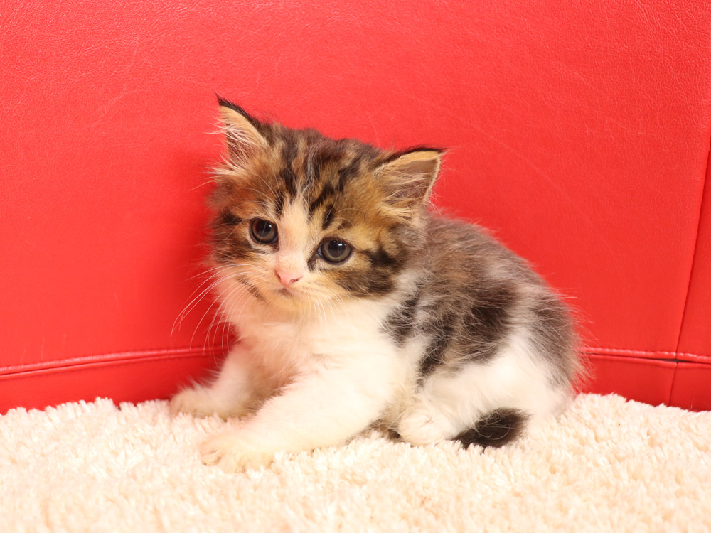 スコティッシュフォールドの子猫画像