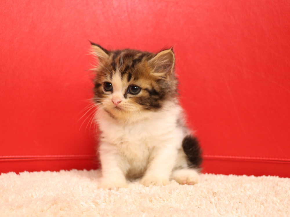 スコティッシュフォールドの子猫画像