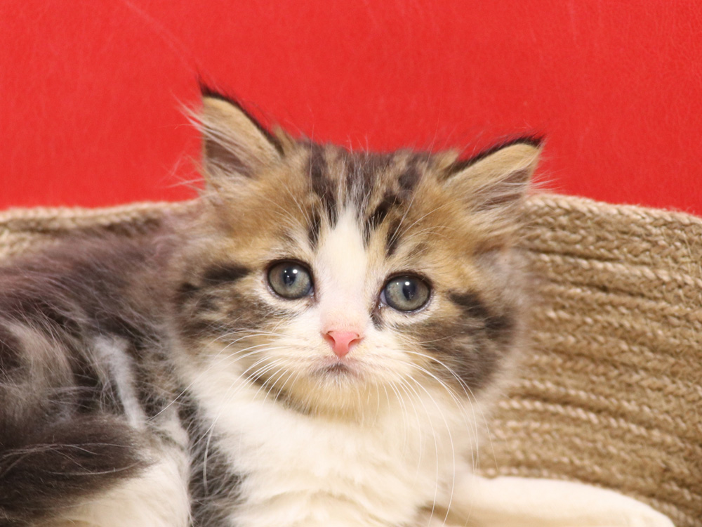 スコティッシュフォールドの子猫画像