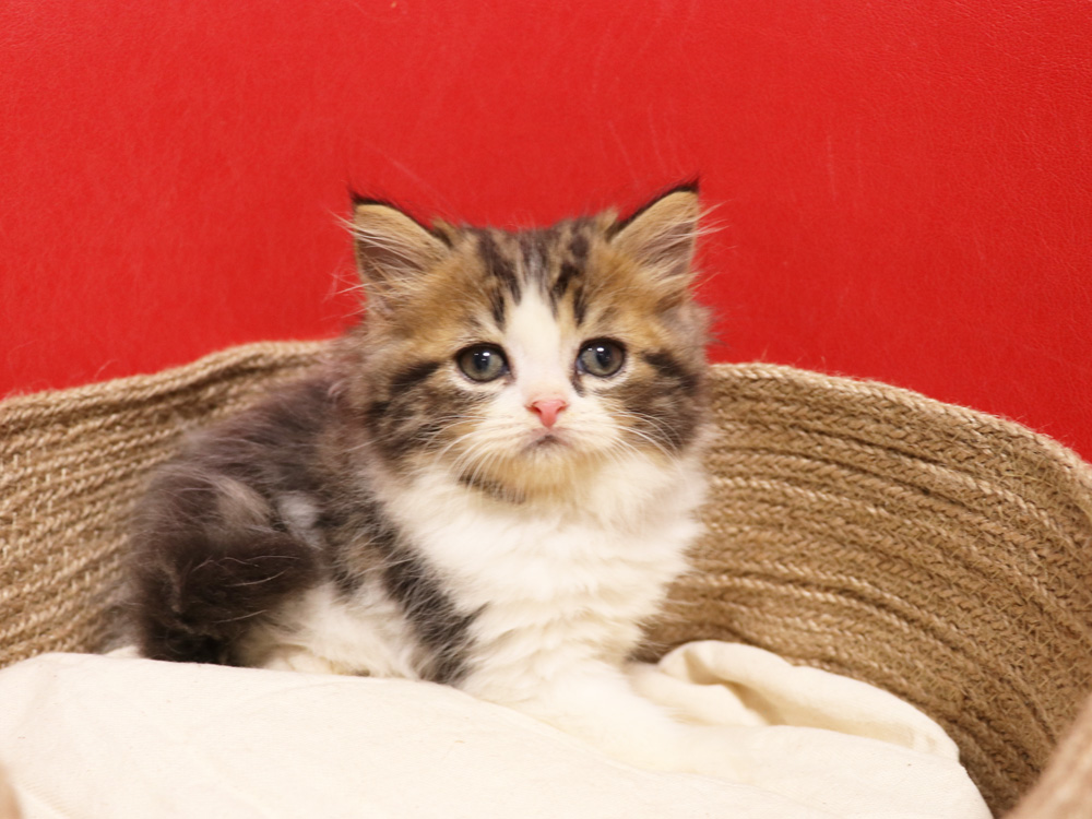 スコティッシュフォールドの子猫画像
