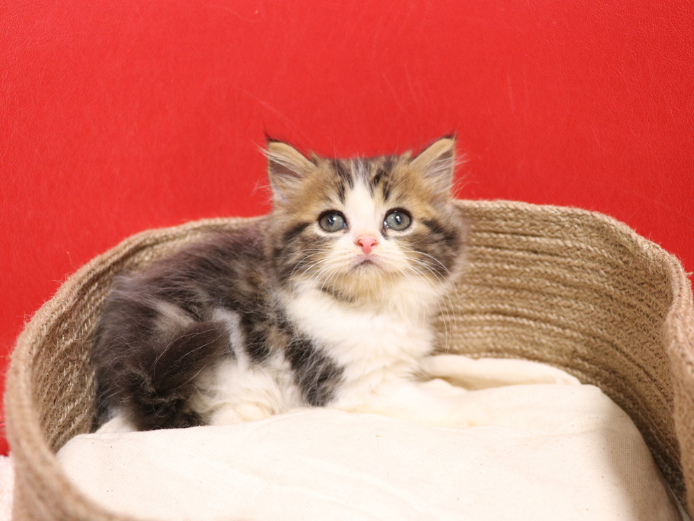 スコティッシュフォールドの子猫画像