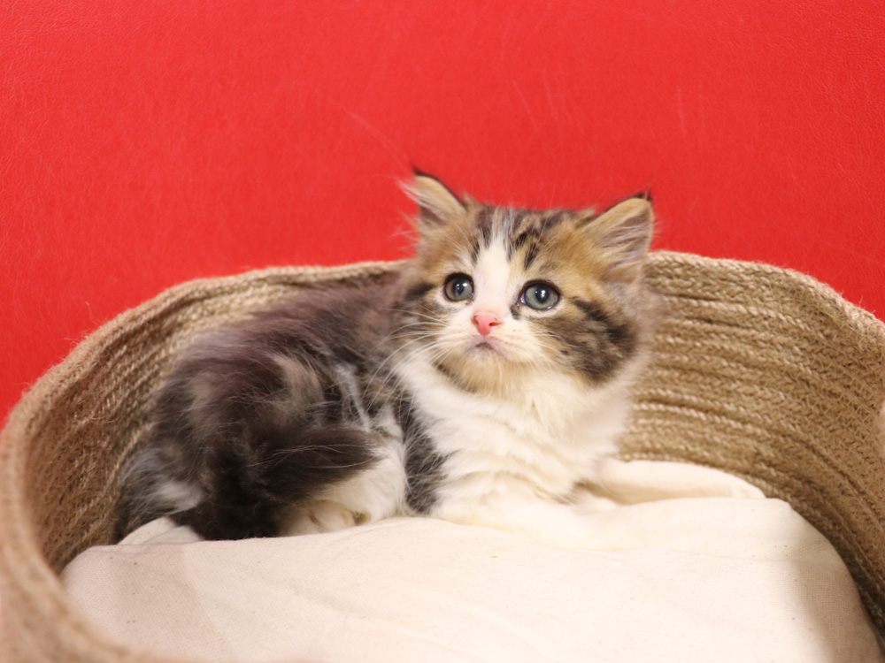 スコティッシュフォールドの子猫画像