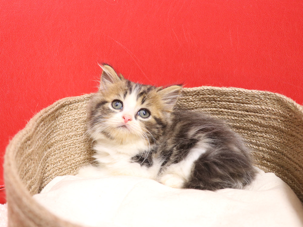 スコティッシュフォールドの子猫画像