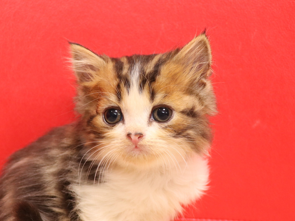 スコティッシュフォールドの子猫画像