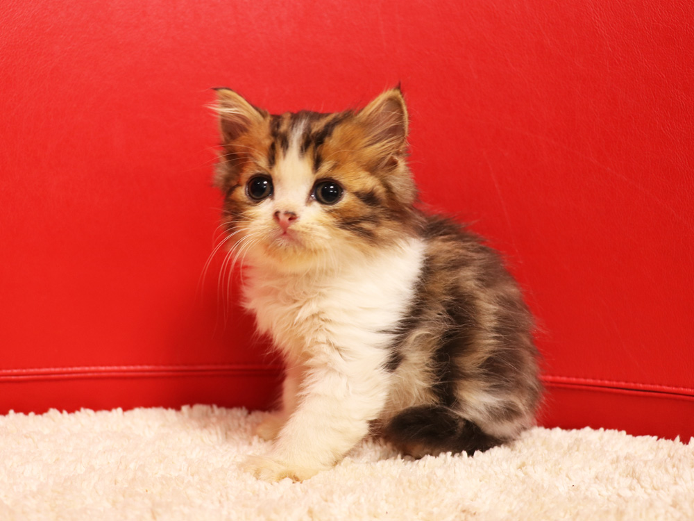 スコティッシュフォールドの子猫画像