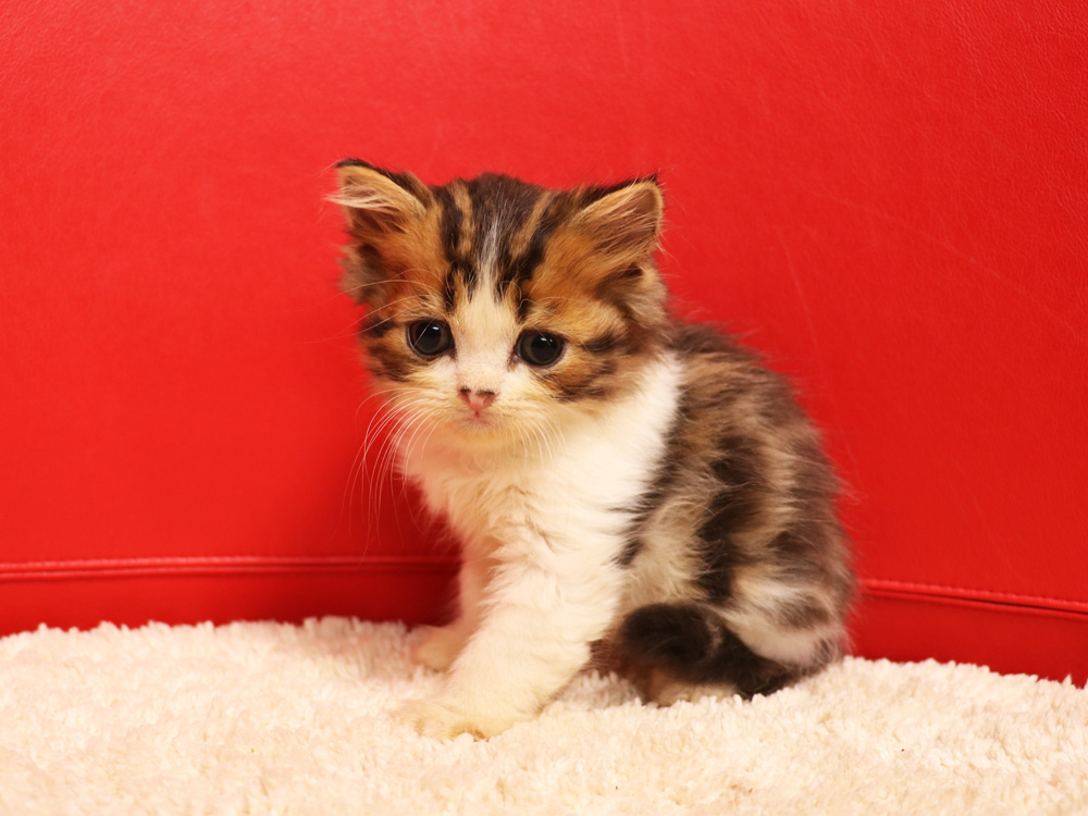 スコティッシュフォールドの子猫画像