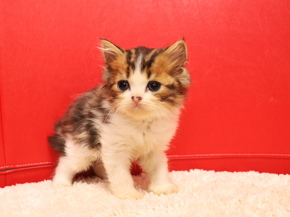 スコティッシュフォールドの子猫画像