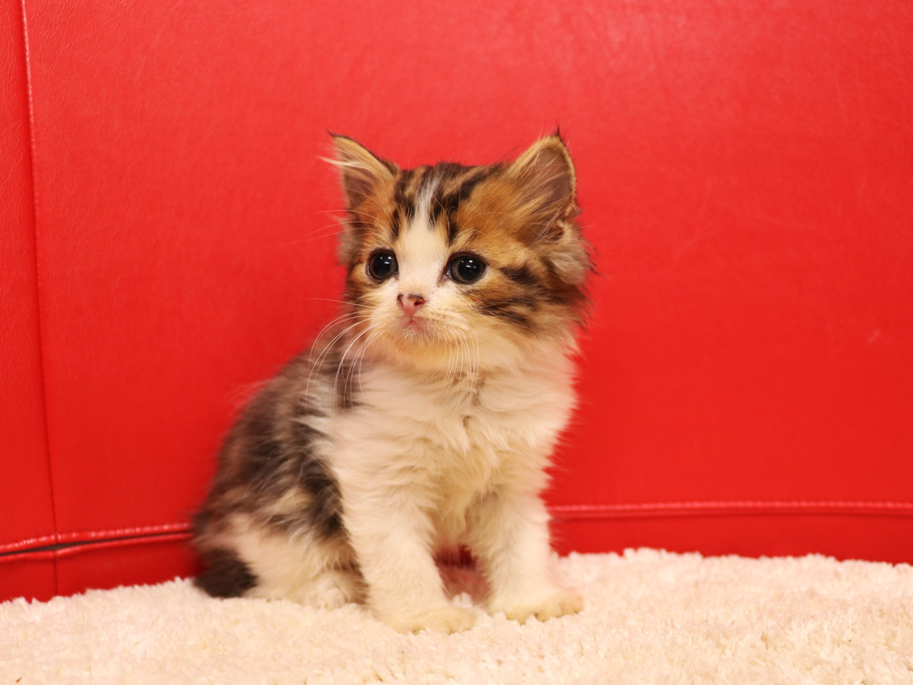 スコティッシュフォールドの子猫画像