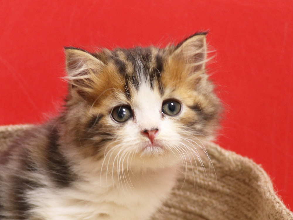 スコティッシュフォールドの子猫画像