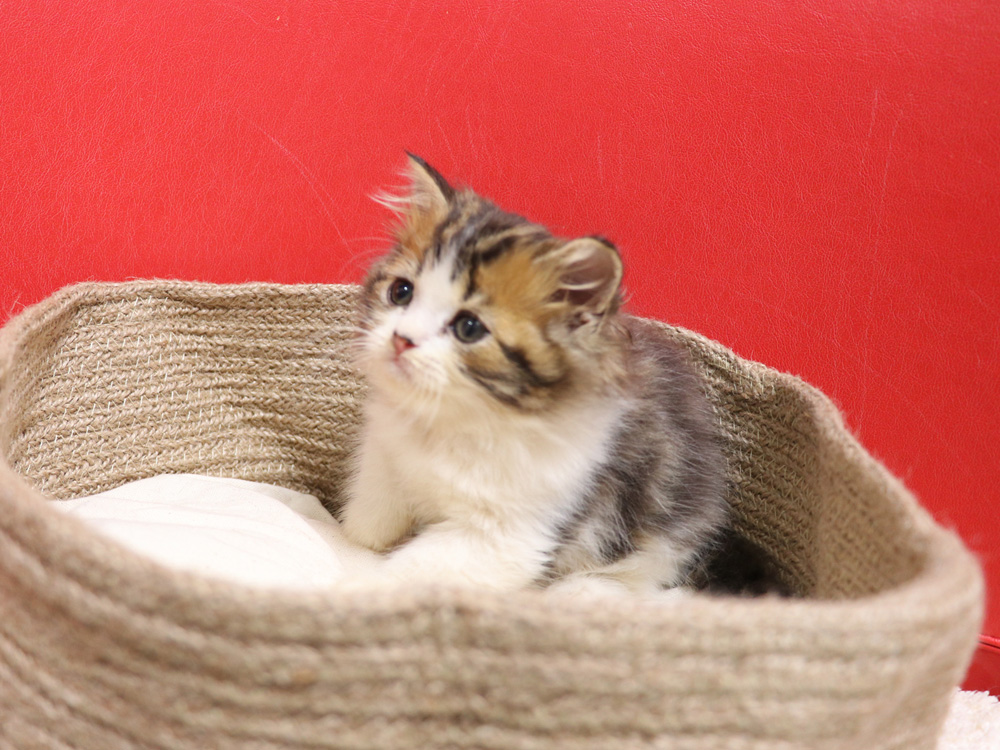 スコティッシュフォールドの子猫画像