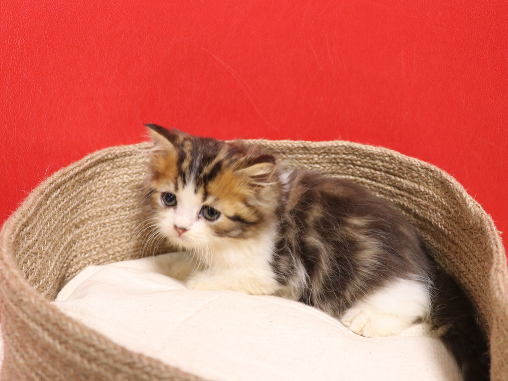 スコティッシュフォールドの子猫画像