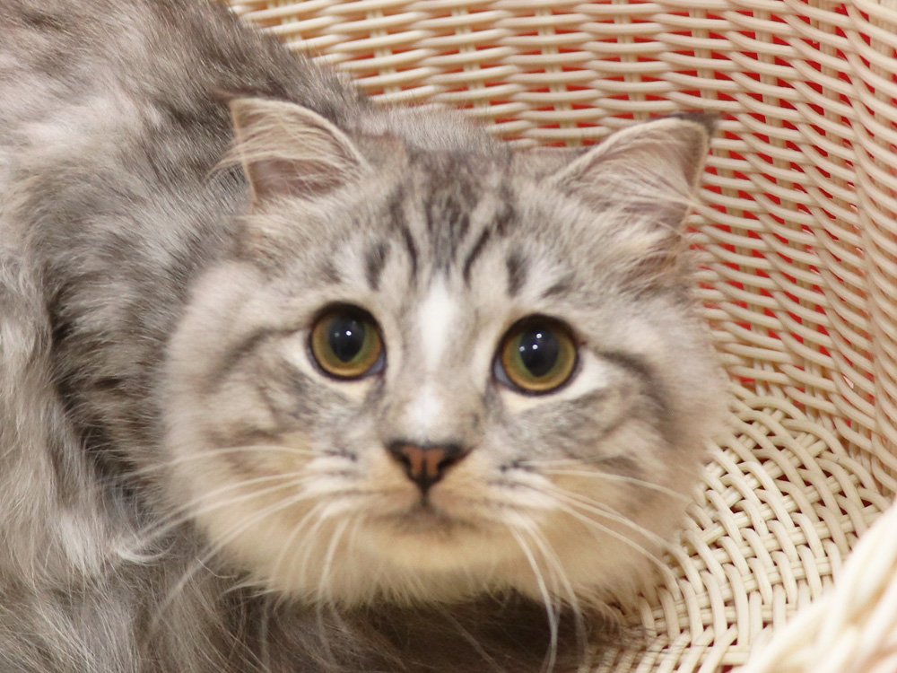 スコティッシュフォールドの子猫画像