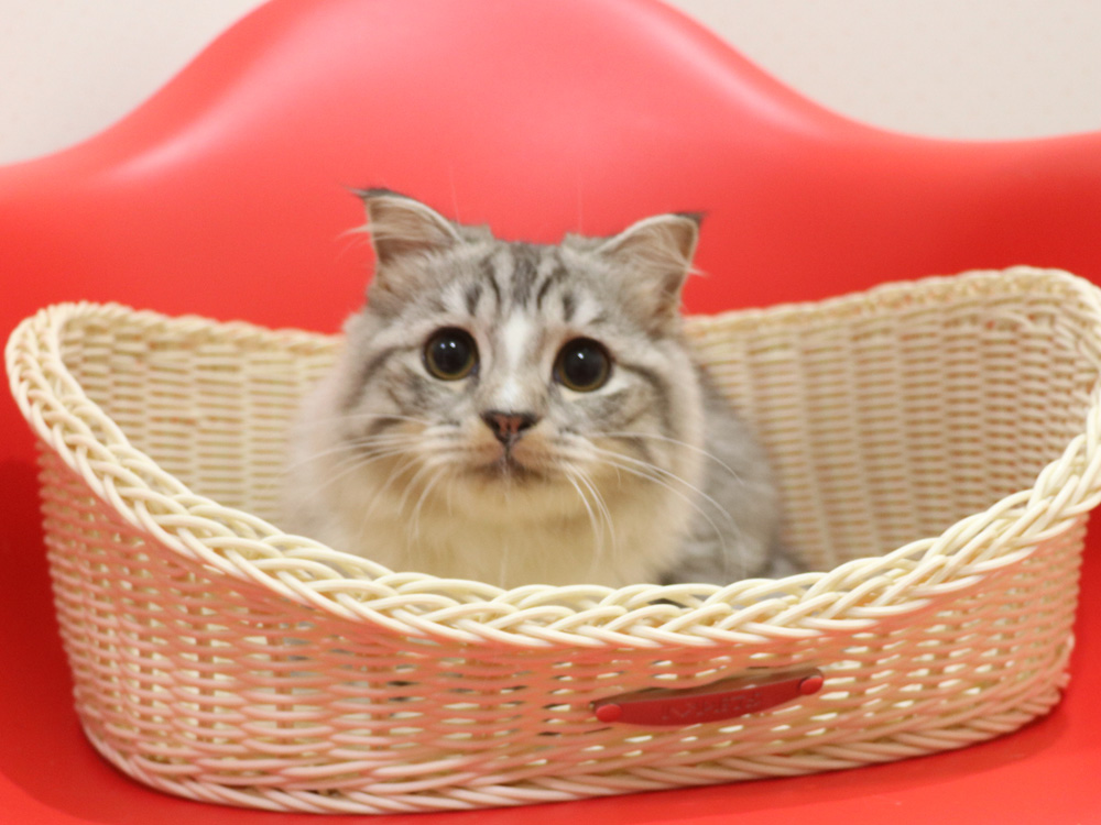 スコティッシュフォールドの子猫画像