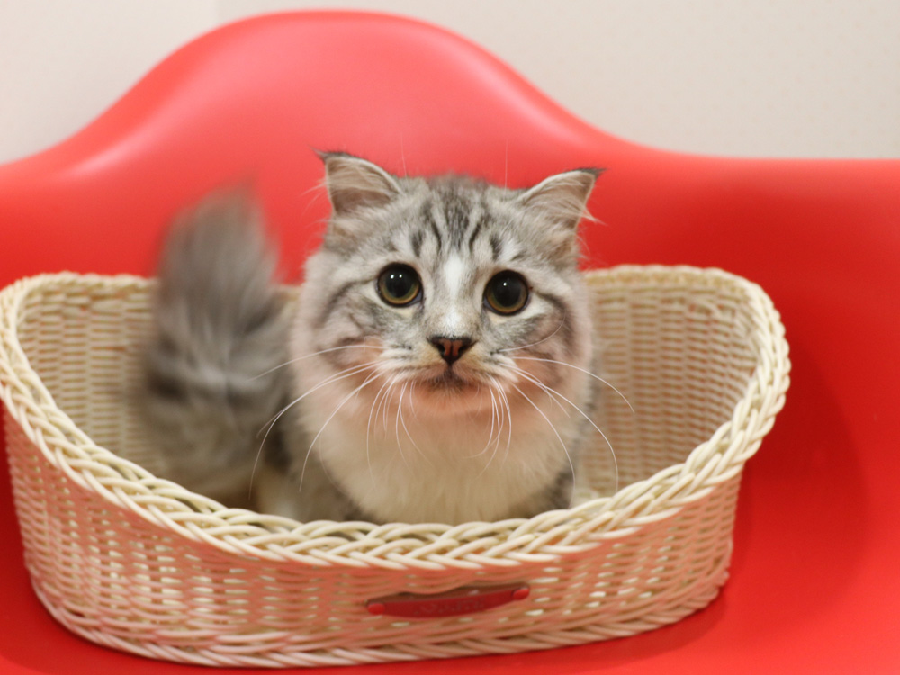 スコティッシュフォールドの子猫画像