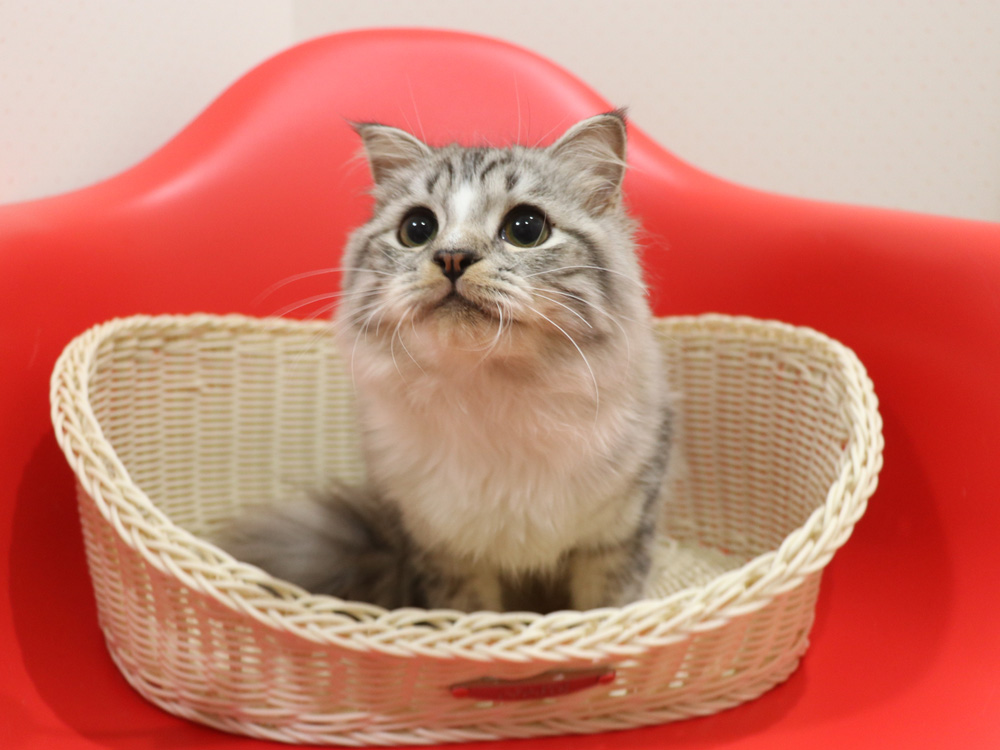 スコティッシュフォールドの子猫画像